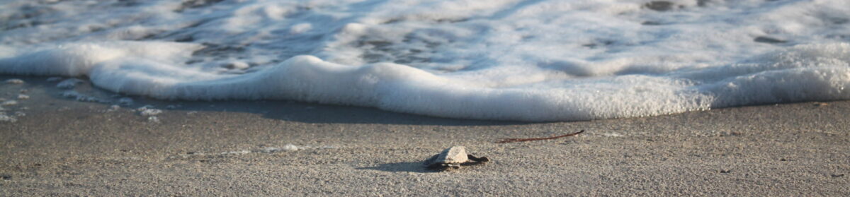 Caswell Beach Turtle Watch
