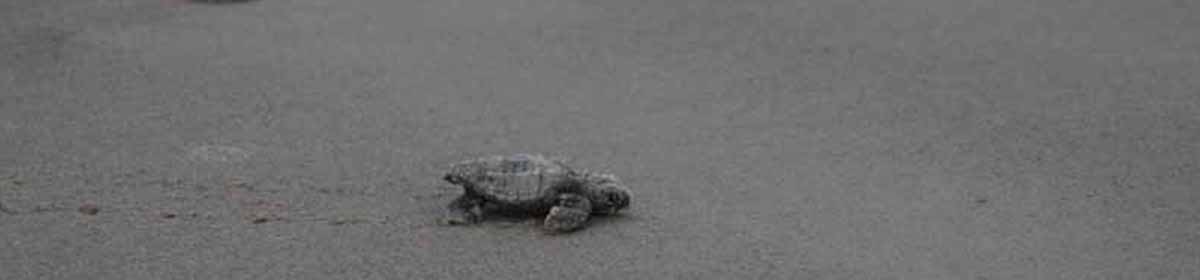 Caswell Beach Turtle Watch