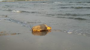 Loggerhead returning to the ocean after laying nest on June 29, 2016