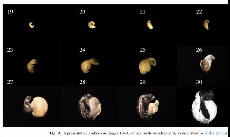 Embryo Development Pictures – Caswell Beach Turtle Watch