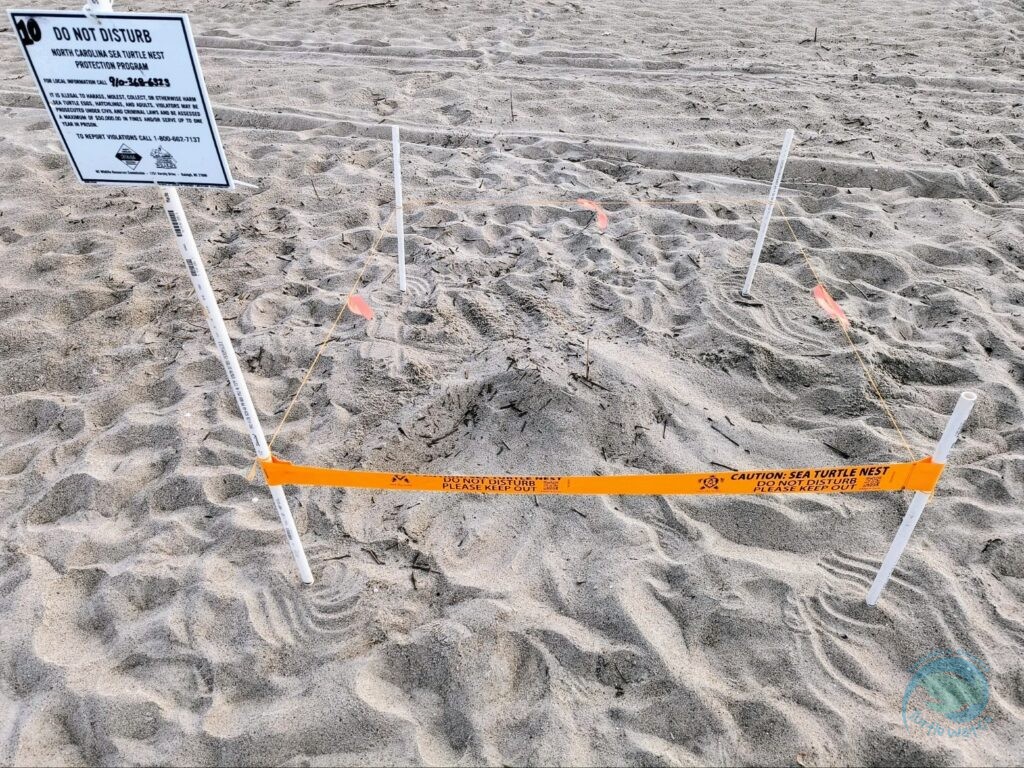 We've Hit Double Digits for Sea Turtle Nests!