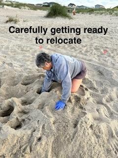Caswell Beach 2024 Sea Turtle Nest #9
