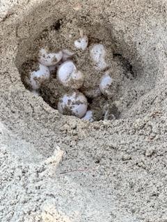 Caswell Beach 2024 Sea Turtle Nest #9