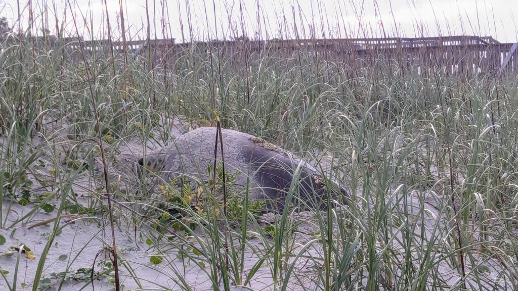 Caswell Beach 2024 Nest #6