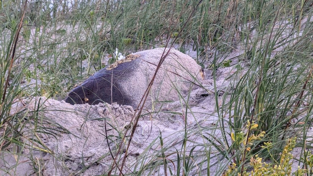 Caswell Beach 2024 Nest #6