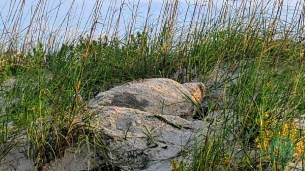 Caswell Beach 2024 Nest #6