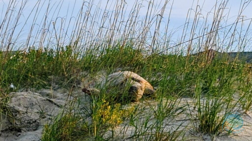 Caswell Beach 2024 Nest #6