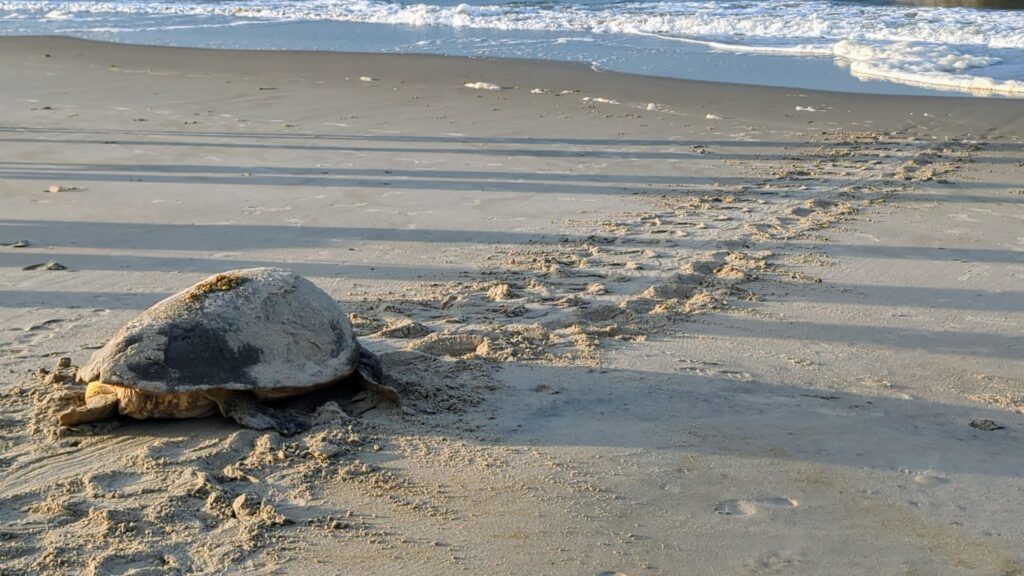 Caswell Beach 2024 Nest #6