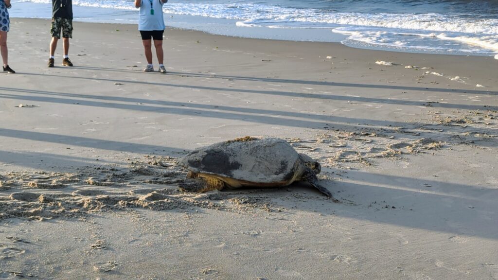 Caswell Beach 2024 Nest #6