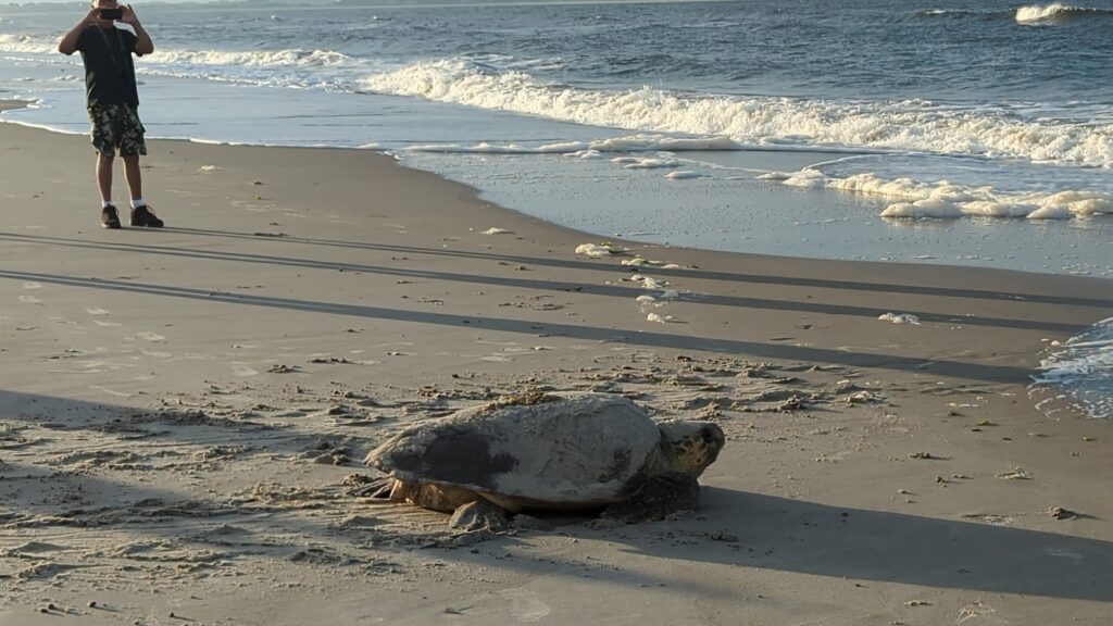 Caswell Beach 2024 Nest #6