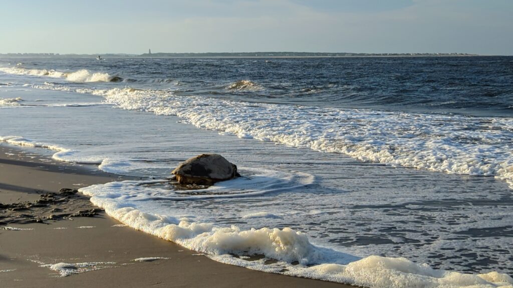 Caswell Beach 2024 Nest #6