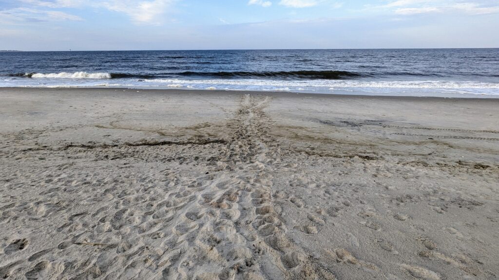 Caswell Beach 2024 Turtle Nest #7