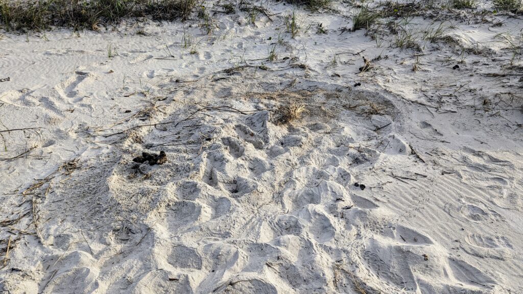 Caswell Beach 2024 Turtle Nest #7