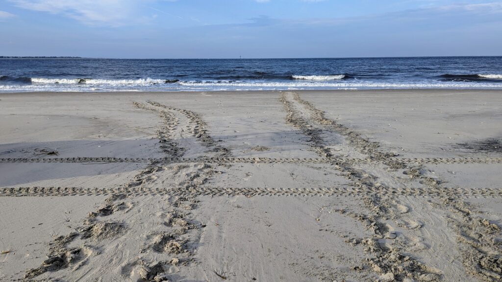 Caswell Beach 2024 Turtle Nest #7