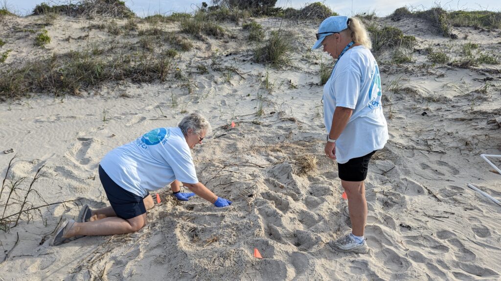 Caswell Beach 2024 Turtle Nest #7