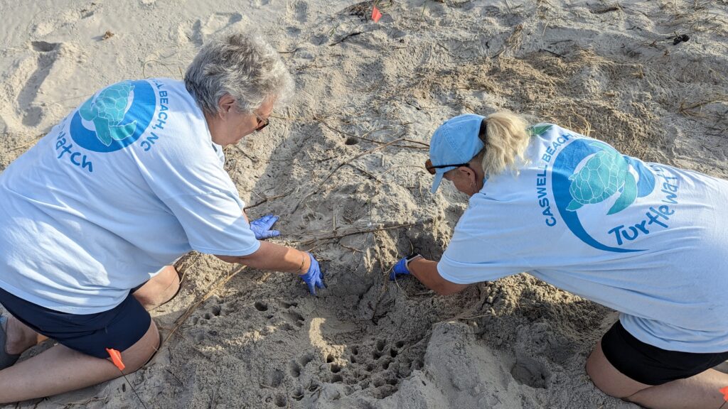 Caswell Beach 2024 Turtle Nest #7