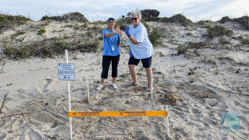 Caswell Beach 2024 Turtle Nest #7