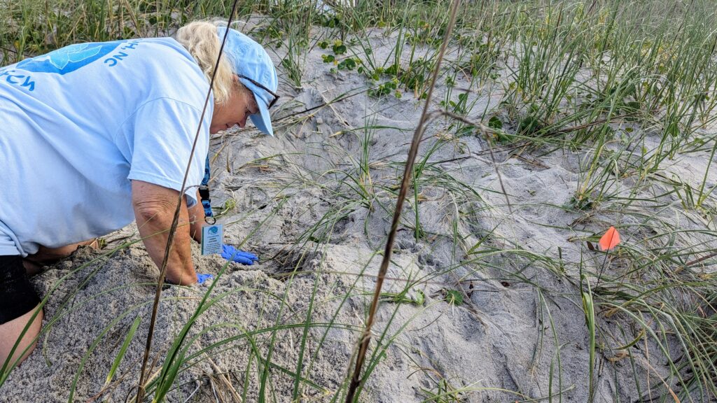 Caswell Beach 2024 Nest #6