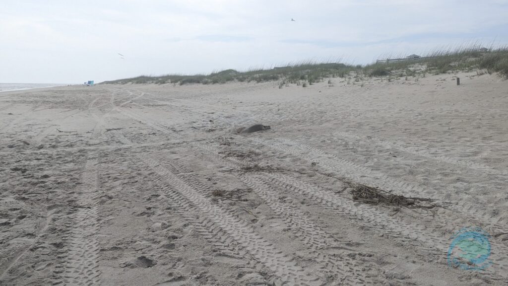 Caswell Beach 2024 Sea Turtle Nest #9 - Kemp's Ridley