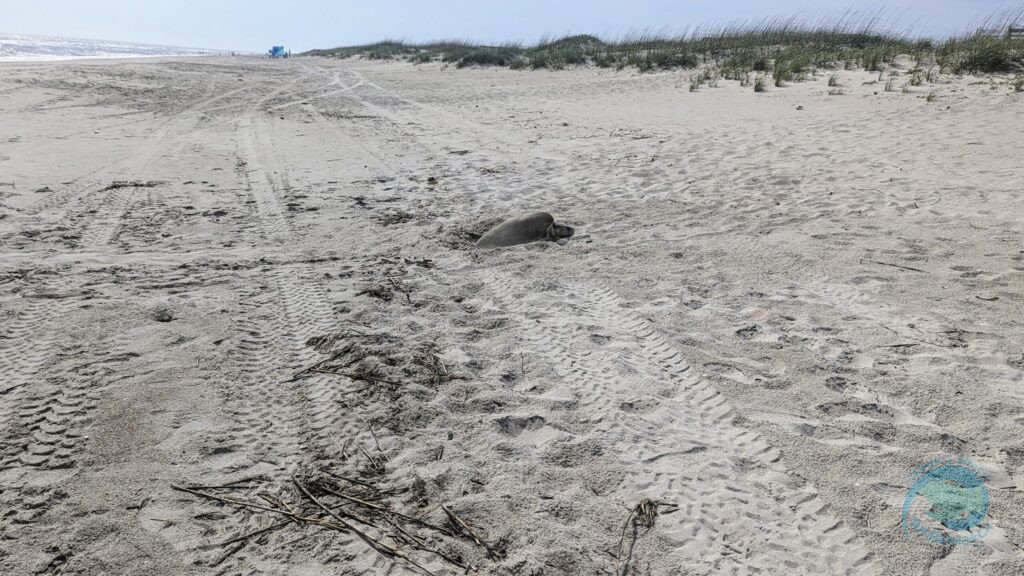 Caswell Beach 2024 Sea Turtle Nest #9 - Kemp's Ridley