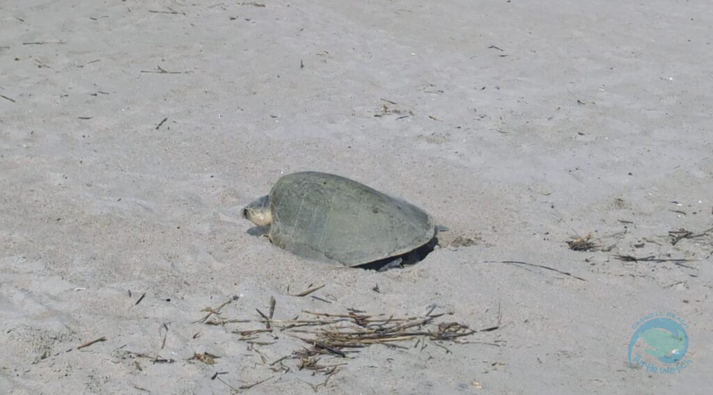 Caswell Beach 2024 Sea Turtle Nest #9 - Kemp's Ridley