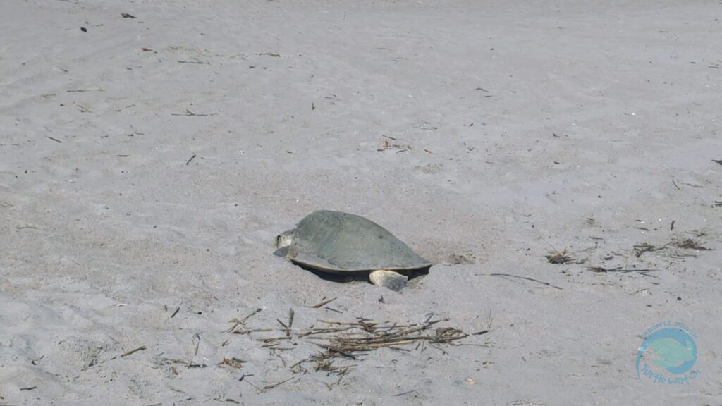 Caswell Beach 2024 Sea Turtle Nest #9 - Kemp's Ridley