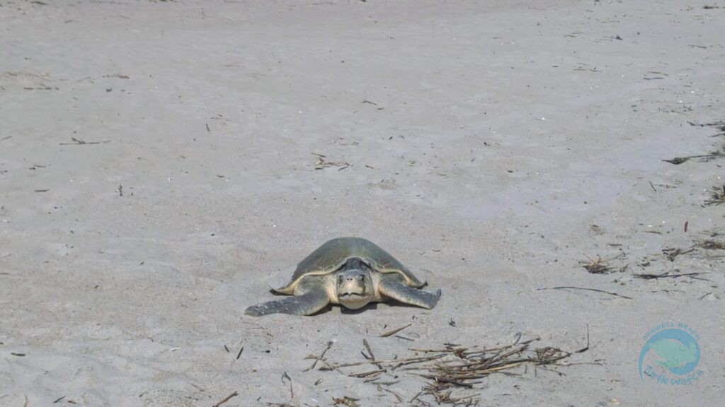 Caswell Beach 2024 Sea Turtle Nest #9 - Kemp's Ridley