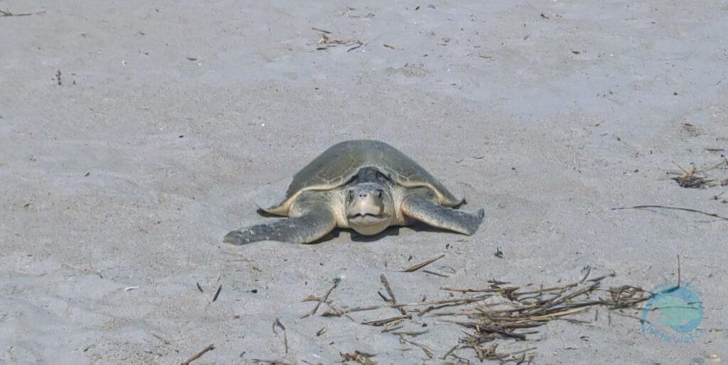 Caswell Beach 2024 Sea Turtle Nest #9 - Kemp's Ridley