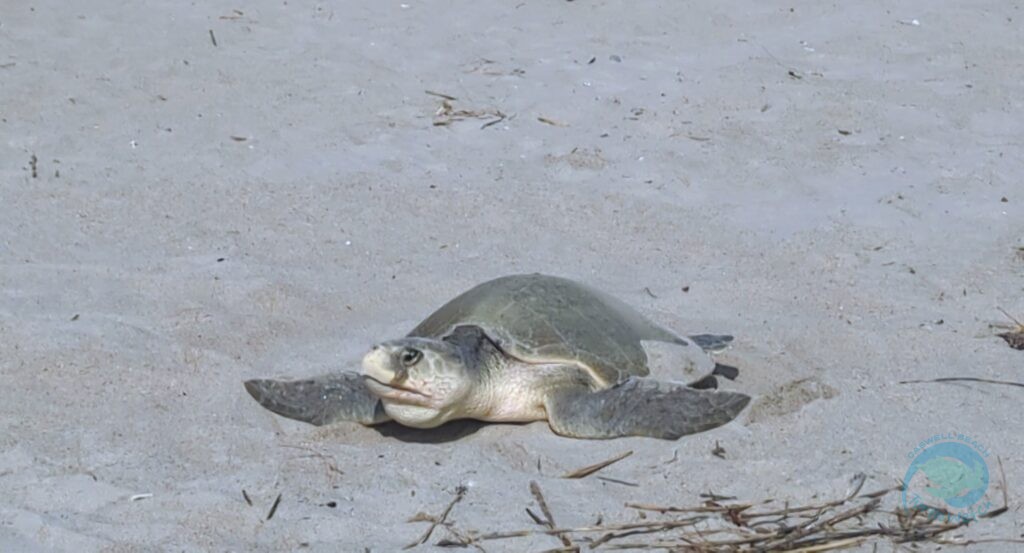 Caswell Beach 2024 Sea Turtle Nest #9 - Kemp's Ridley