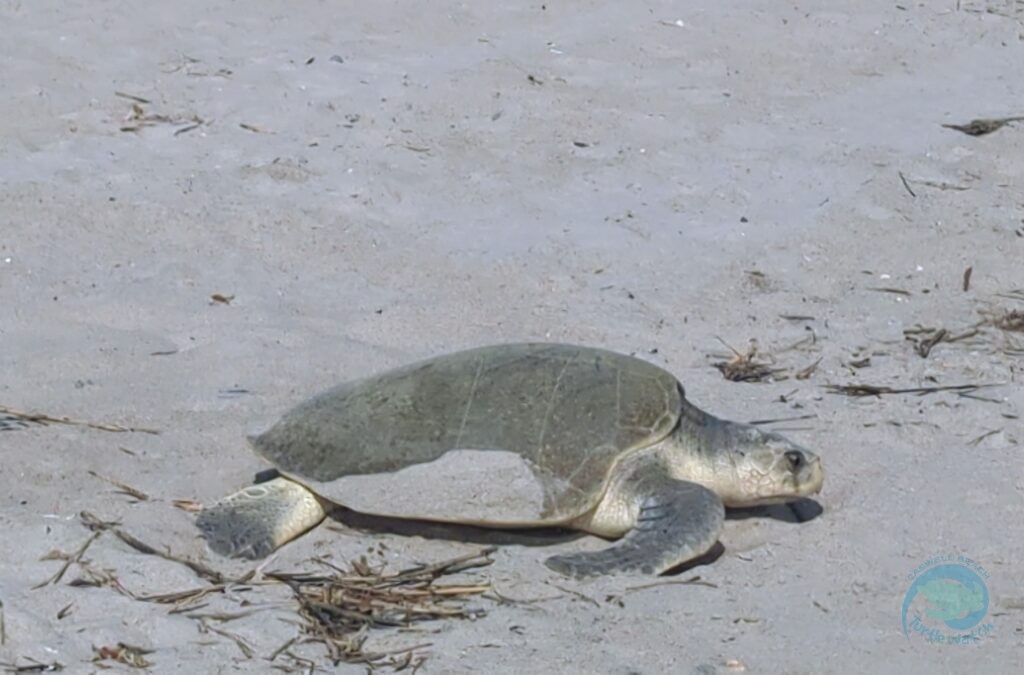 Caswell Beach 2024 Sea Turtle Nest #9 - Kemp's Ridley