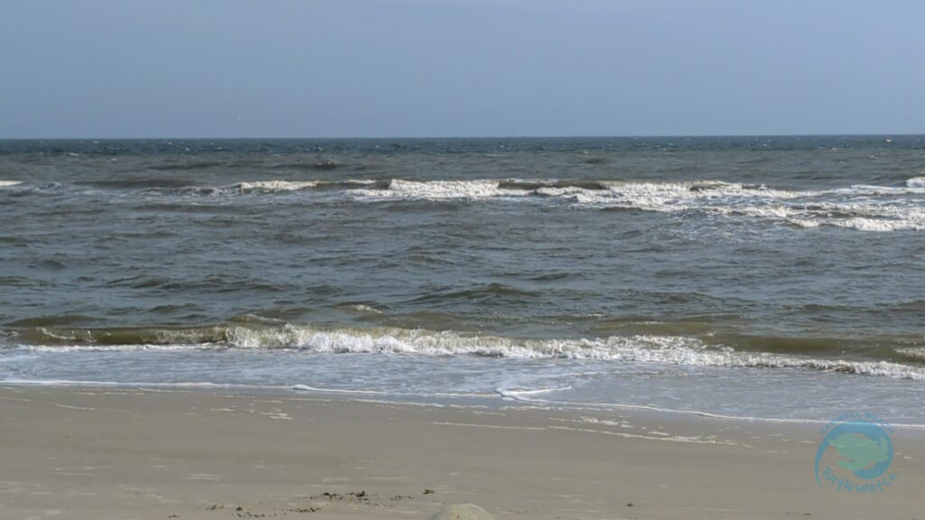 Caswell Beach 2024 Sea Turtle Nest #9 - Kemp's Ridley