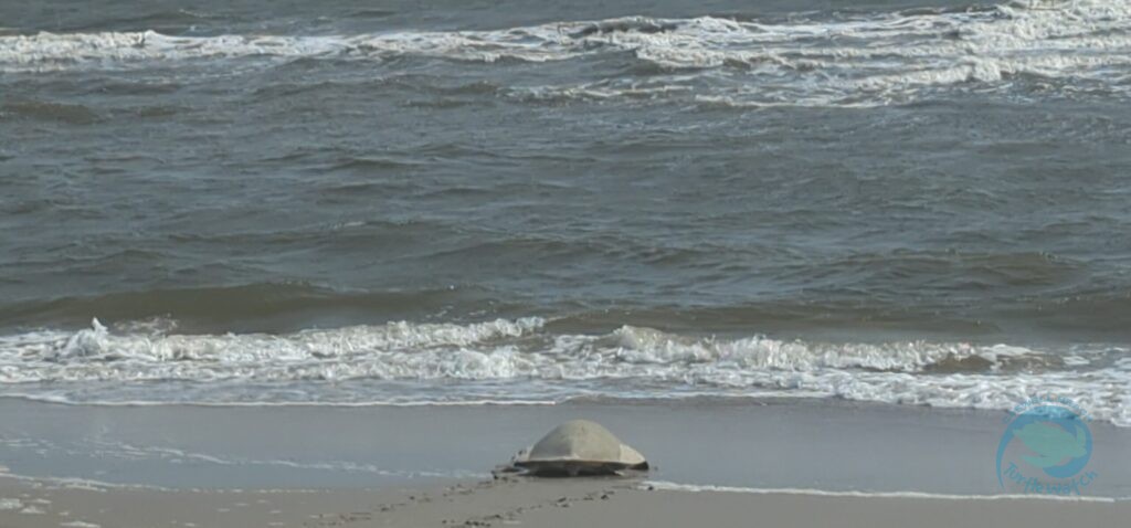 Caswell Beach 2024 Sea Turtle Nest #9 - Kemp's Ridley