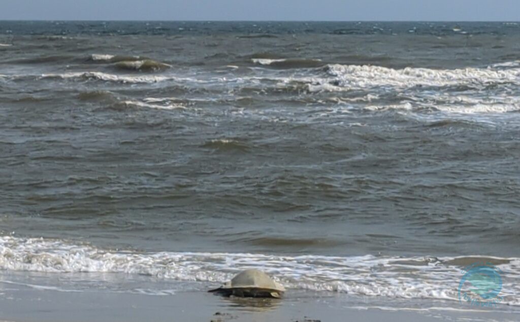 Caswell Beach 2024 Sea Turtle Nest #9 - Kemp's Ridley