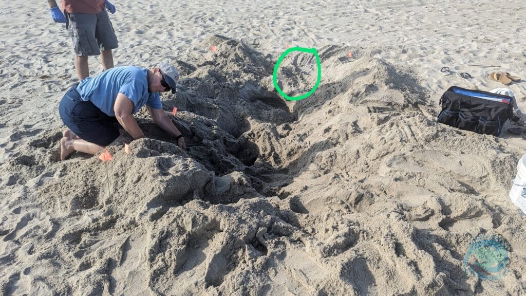 Caswell Beach 2024 Sea Turtle Nest #9 - Kemp's Ridley