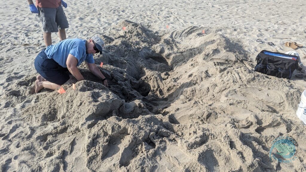 Caswell Beach 2024 Sea Turtle Nest #9 - Kemp's Ridley