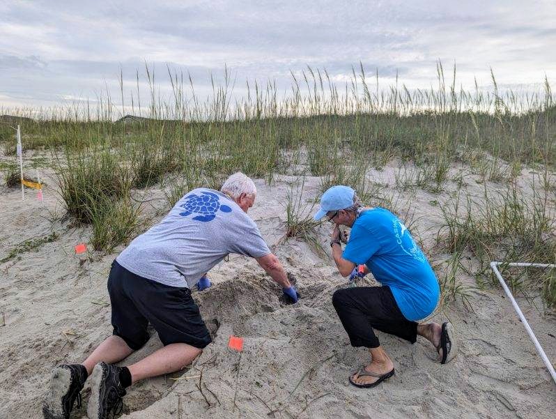 Caswell Beach 2024 Sea Turtle Nest #20