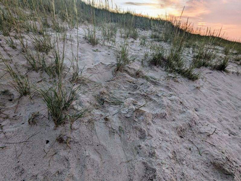 Caswell Beach 2024 Sea Turtle Nest #20