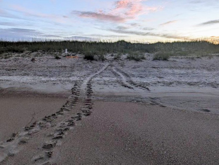 Caswell Beach 2024 Sea Turtle Nest #20