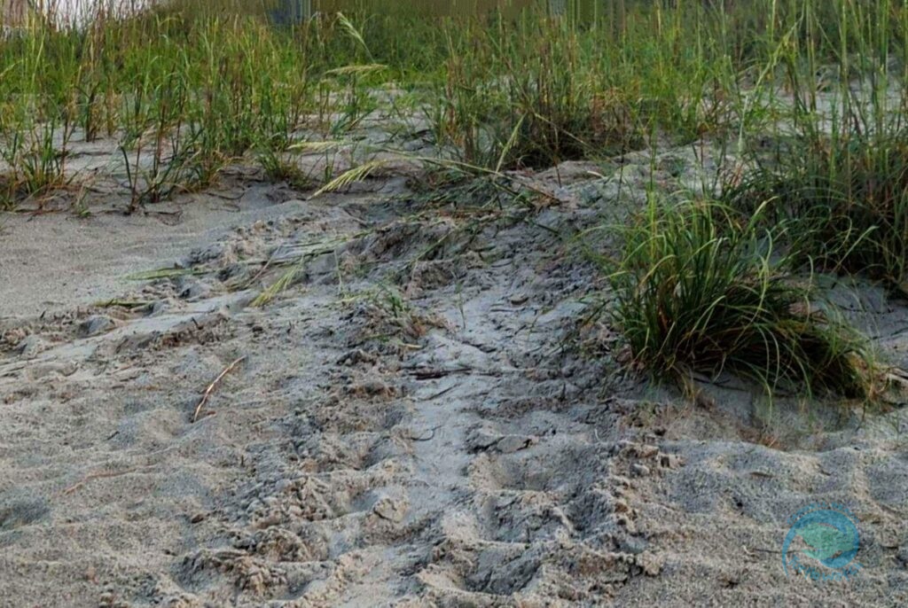 Slow Crawl for Caswell Beach Sea Turtle Nests