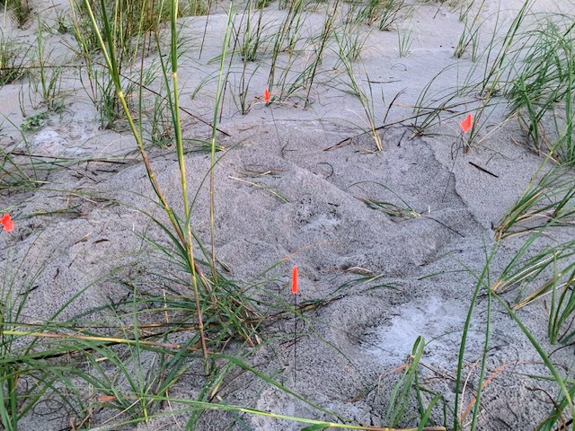 Caswell Beach 2024 Sea Turtle Nest #19