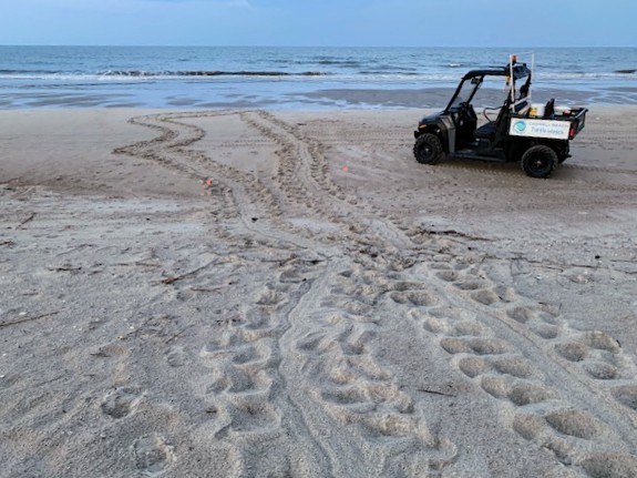 Caswell Beach 2024 Sea Turtle Nest #19