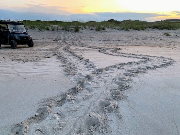 Caswell Beach 2024 Sea Turtle Nest #19