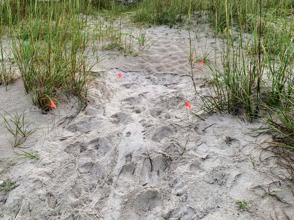 Caswell Beach 2024 Sea Turtle Nest #18