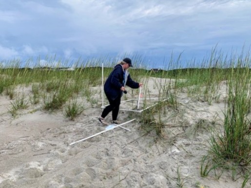 Caswell Beach 2024 Sea Turtle Nest #19