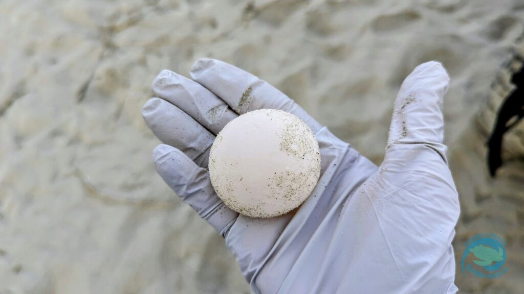 Caswell Beach 2024 Sea Turtle Nest #11