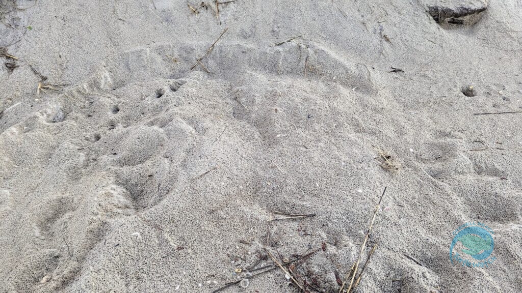 Caswell Beach 2024 Sea Turtle Nest #13