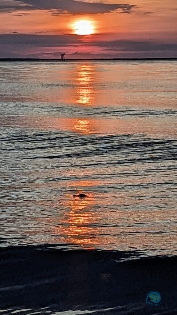 Caswell Beach 2024 Baby Gator