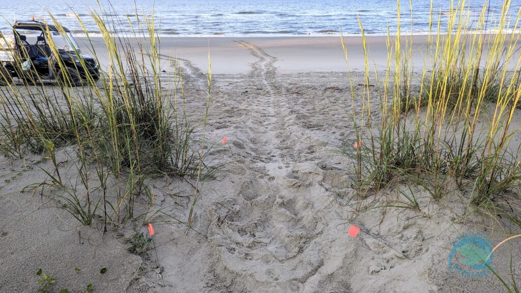 Caswell Beach 2024 Sea Turtle Nest #18