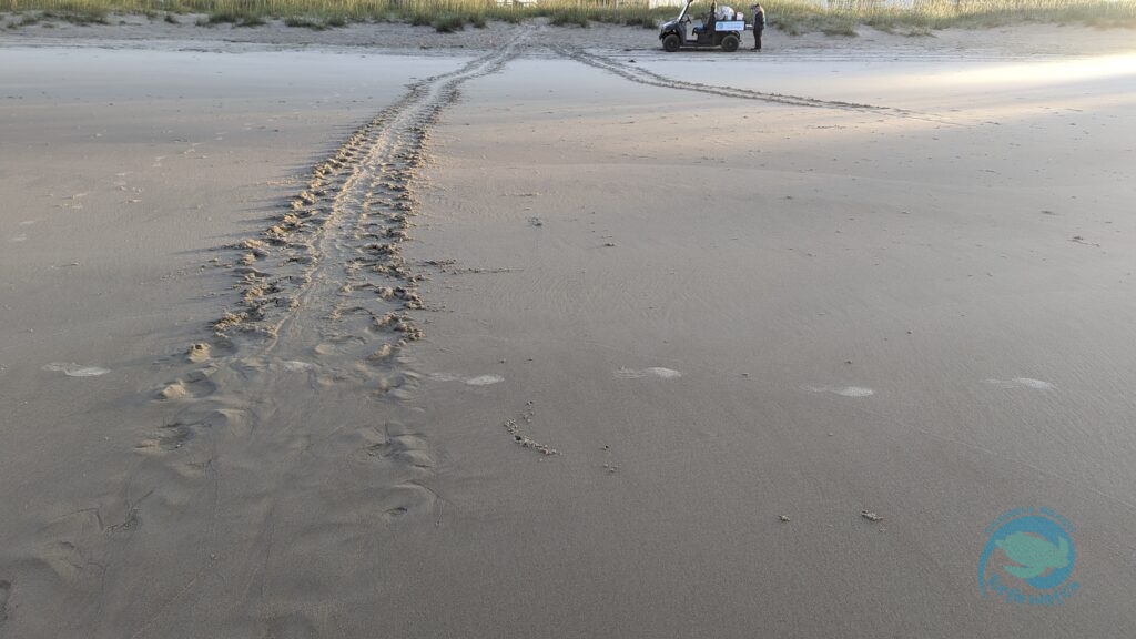 Caswell Beach 2024 Sea Turtle Nest #18