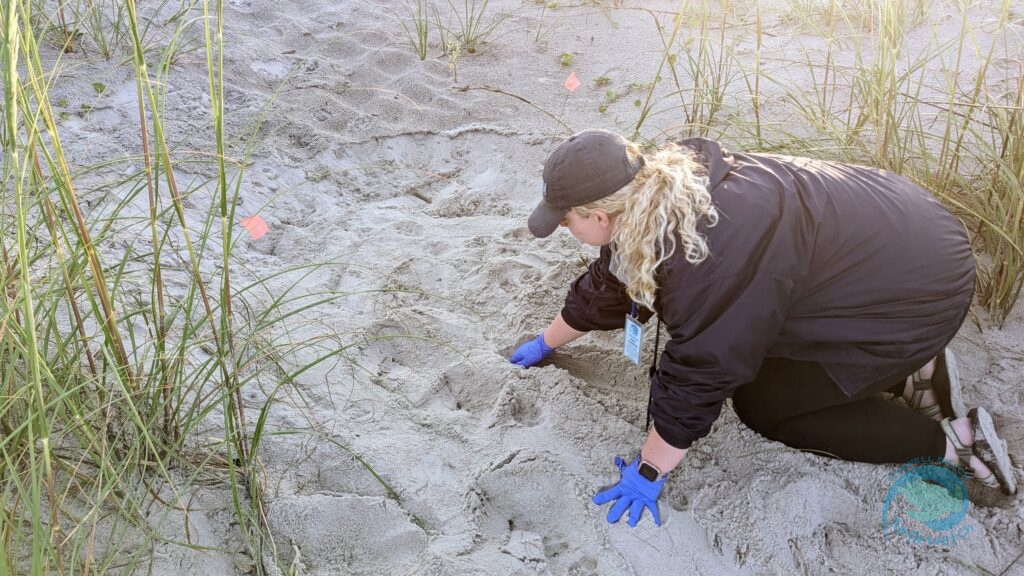 Caswell Beach 2024 Sea Turtle Nest #18